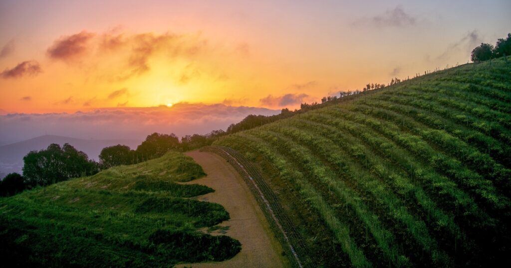 The Winelands